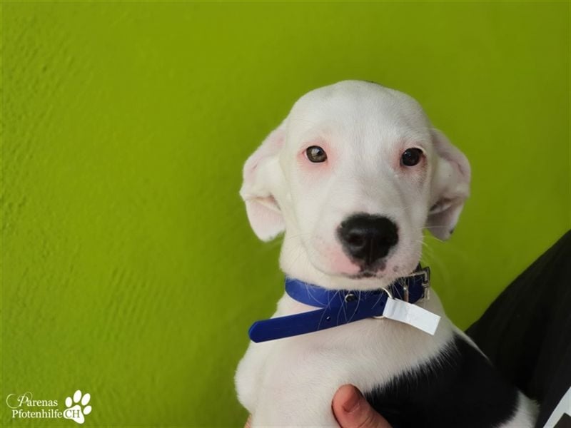 Simon ist ein toller, freundlicher Mischling