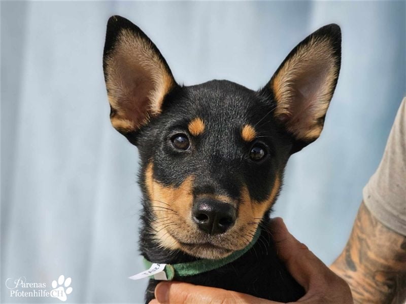 Tara hat ein zartes, sensibles, verschmustes Wesen , ist welpentypisch aber verspielt