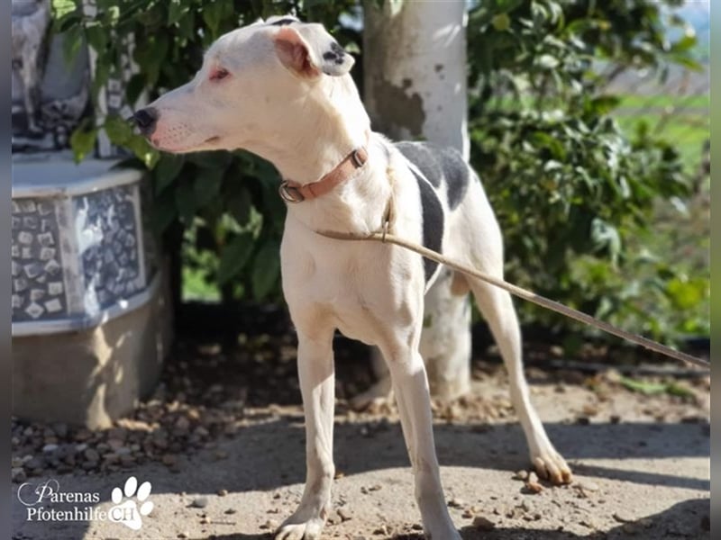 Simon ist ein toller, freundlicher Mischling