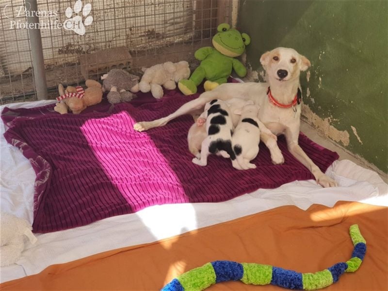 Simon ist ein toller, freundlicher Mischling