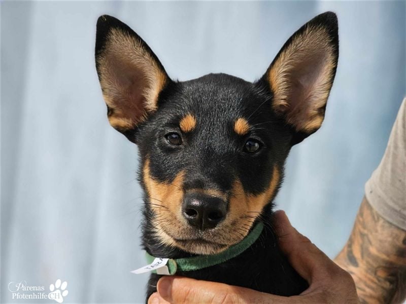 Tara hat ein zartes, sensibles, verschmustes Wesen , ist welpentypisch aber verspielt