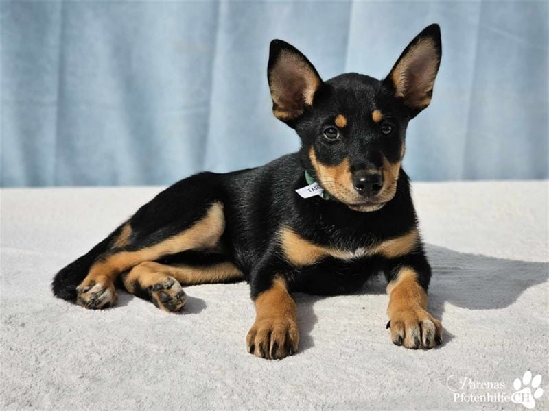 Tara hat ein zartes, sensibles, verschmustes Wesen , ist welpentypisch aber verspielt