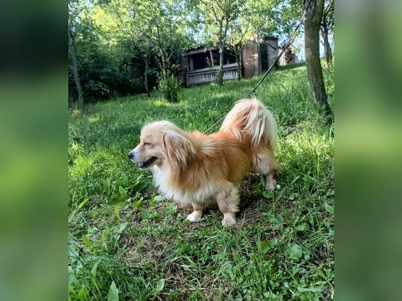 Boby Tierschutzhund sucht ein Zuhause