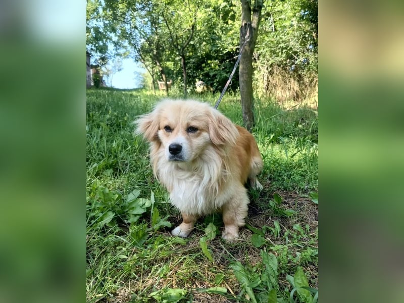 Boby Tierschutzhund sucht ein Zuhause