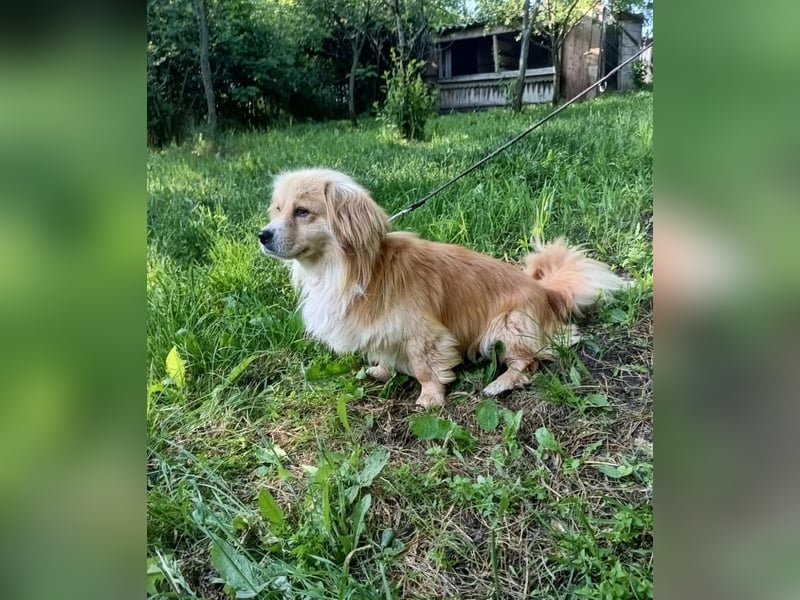 Boby Tierschutzhund sucht ein Zuhause