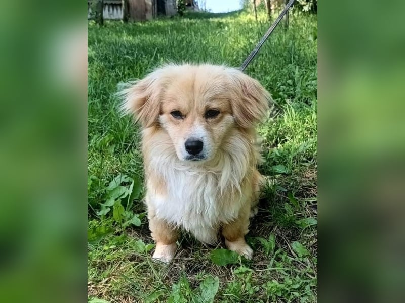 Boby Tierschutzhund sucht ein Zuhause