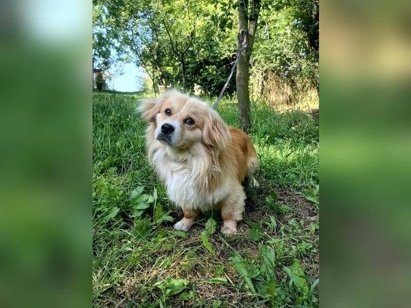 Boby Tierschutzhund sucht ein Zuhause