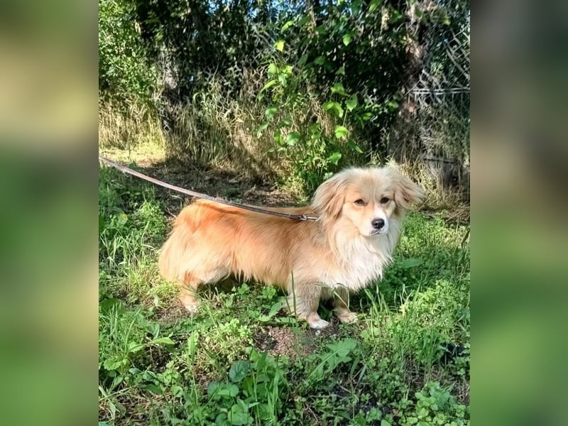 Boby Tierschutzhund sucht ein Zuhause