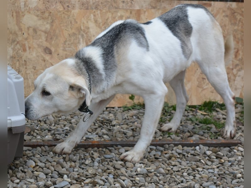 Amari, Mix, Hündin, geb. ca. 08.2018, ca. 50 cm