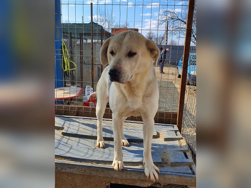 Amari, Mix, Hündin, geb. ca. 08.2018, ca. 50 cm