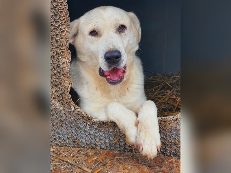 Amari, Mix, Hündin, geb. ca. 08.2018, ca. 50 cm