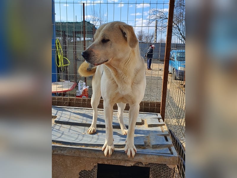 Amari, Mix, Hündin, geb. ca. 08.2018, ca. 50 cm