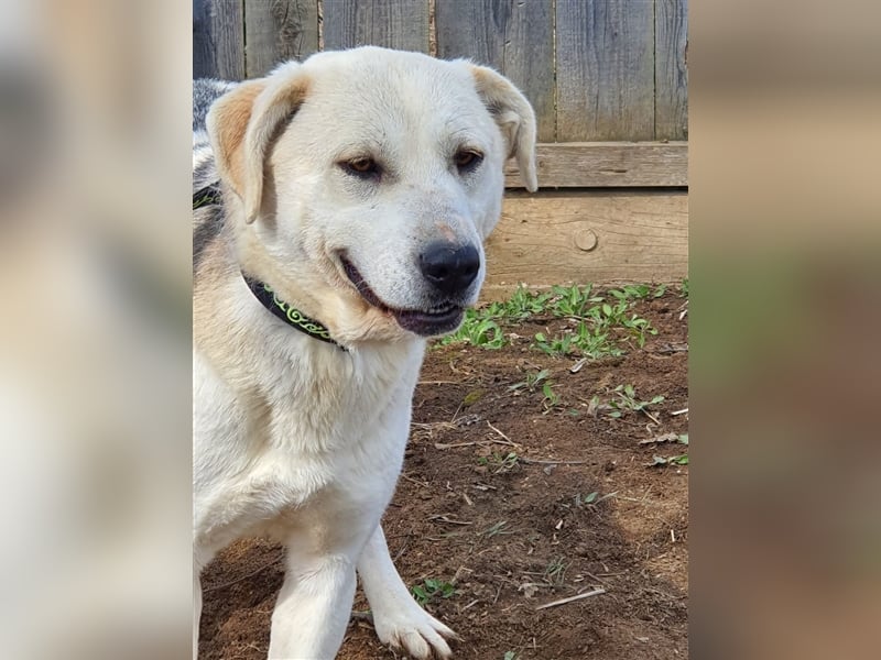 Amari, Mix, Hündin, geb. ca. 08.2018, ca. 50 cm