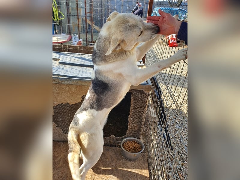 Amari, Mix, Hündin, geb. ca. 08.2018, ca. 50 cm