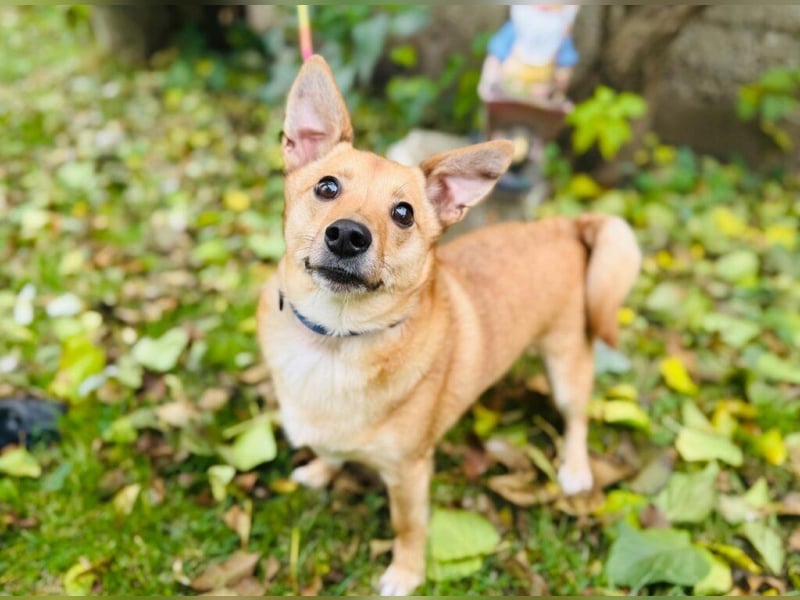 Zuko, kleines Herz auf vier Pfoten