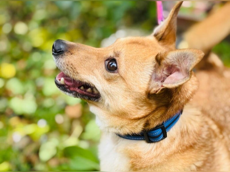 Zuko, kleines Herz auf vier Pfoten