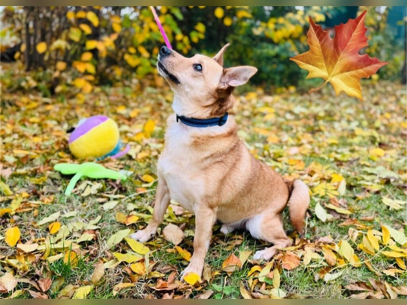 Zuko, kleines Herz auf vier Pfoten