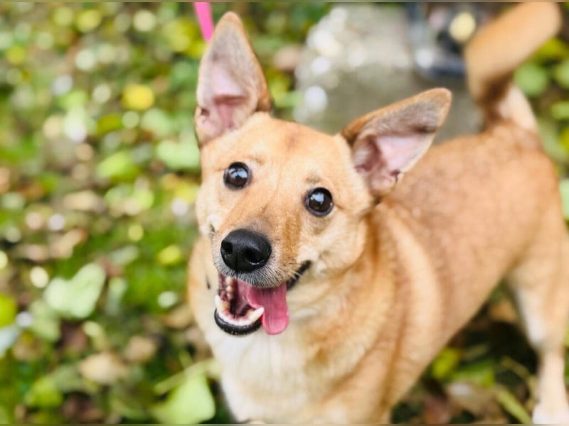 Zuko, kleines Herz auf vier Pfoten