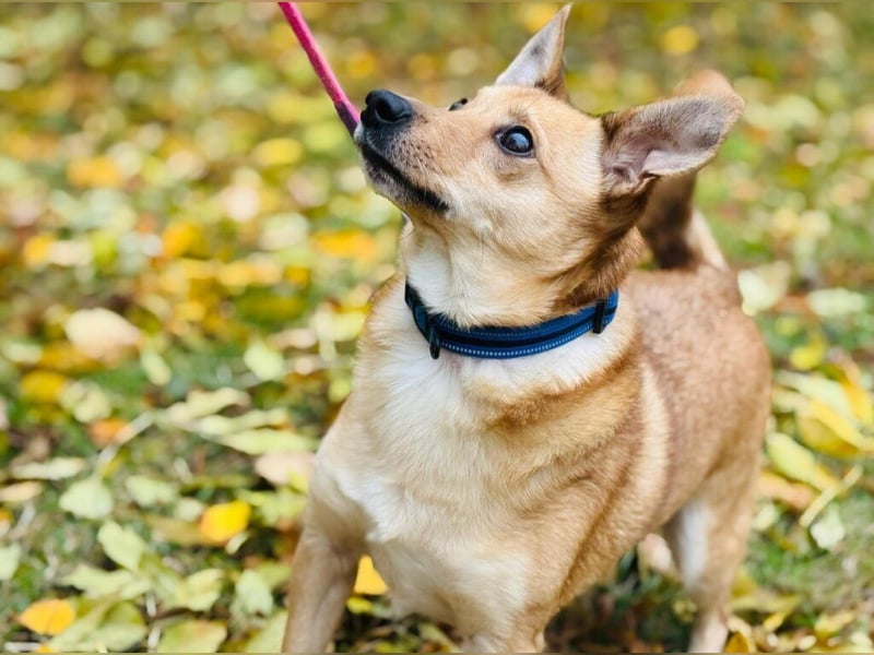 Zuko, kleines Herz auf vier Pfoten