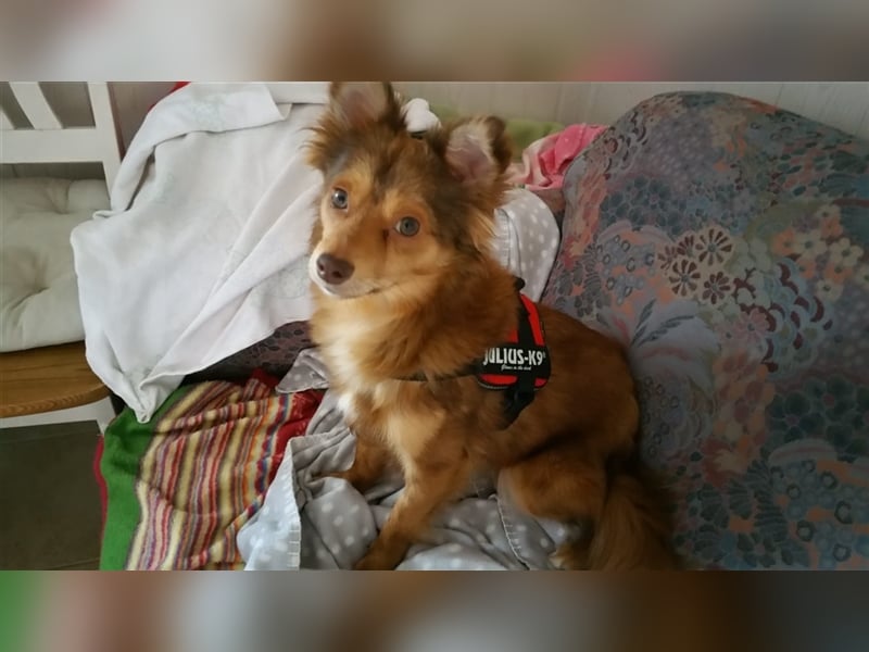 Zwei kleine Mischlinge suchen dringend ein Zuhause