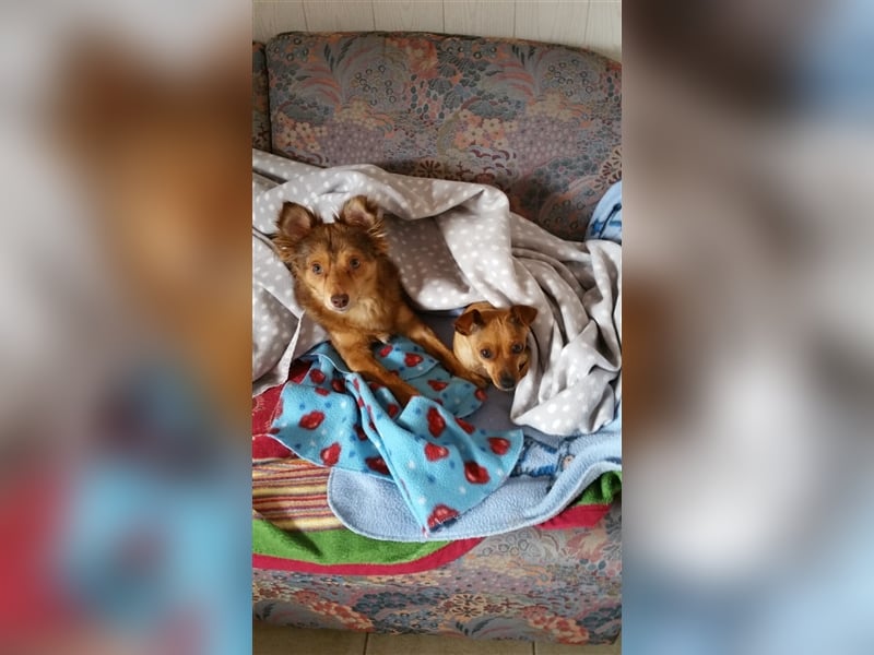 Zwei kleine Mischlinge suchen dringend ein Zuhause