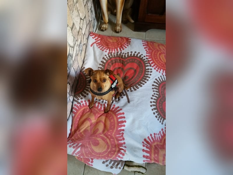 Zwei kleine Mischlinge suchen dringend ein Zuhause