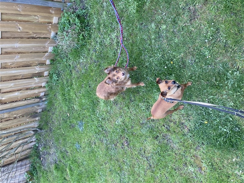 Zwei kleine Mischlinge suchen dringend ein Zuhause