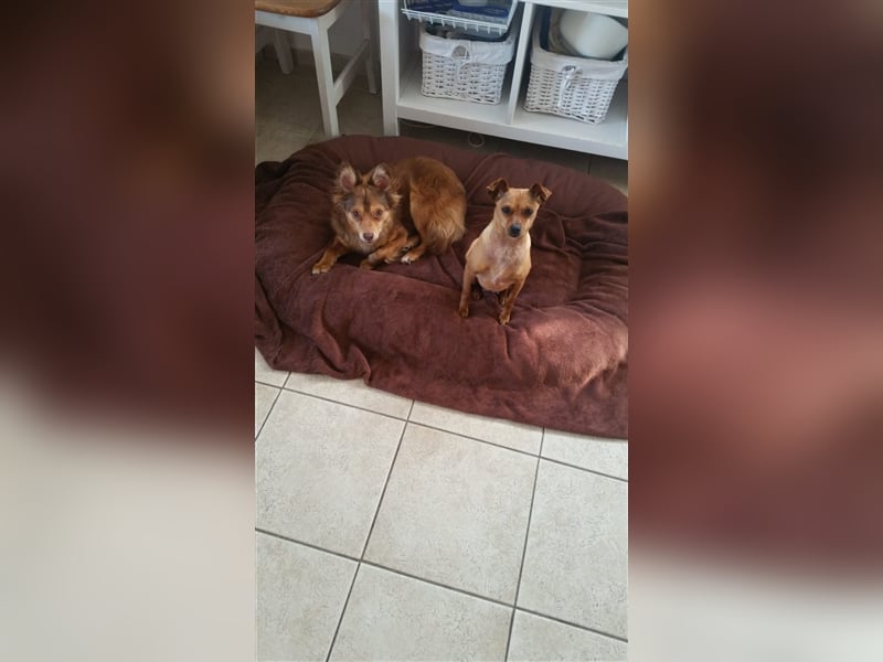 Zwei kleine Mischlinge suchen dringend ein Zuhause