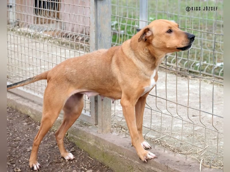 Bibu hatte bisher  ein Leben an kurzer Kette, jetzt soll sie es besser haben !