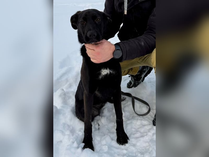 Junges Energiebündel Cinka sich Menschen, die ihr Beschäftigung. bieten !