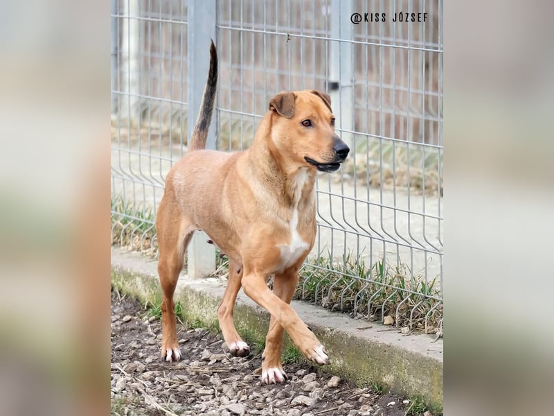 Bibu hatte bisher  ein Leben an kurzer Kette, jetzt soll sie es besser haben !