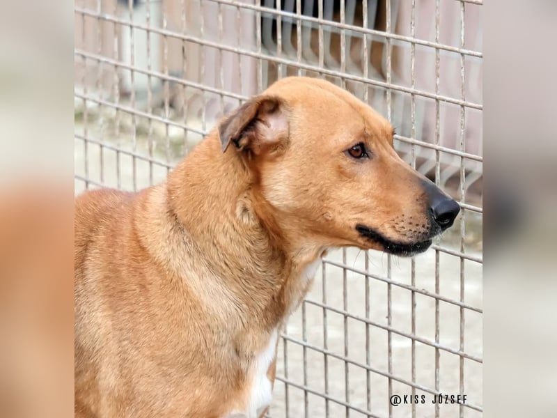 Bibu hatte bisher  ein Leben an kurzer Kette, jetzt soll sie es besser haben !