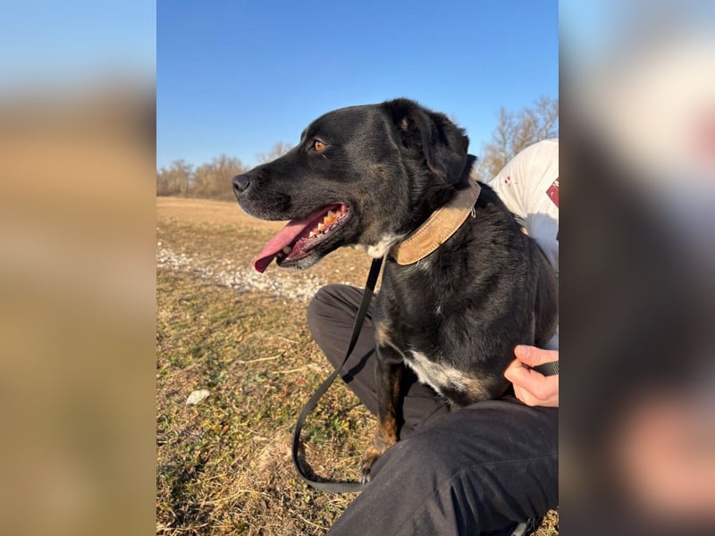 Gibzon sucht liebevolles zuhause, wo Menschen dazu bereit sind, sich mit ihm zu beschäftigen !