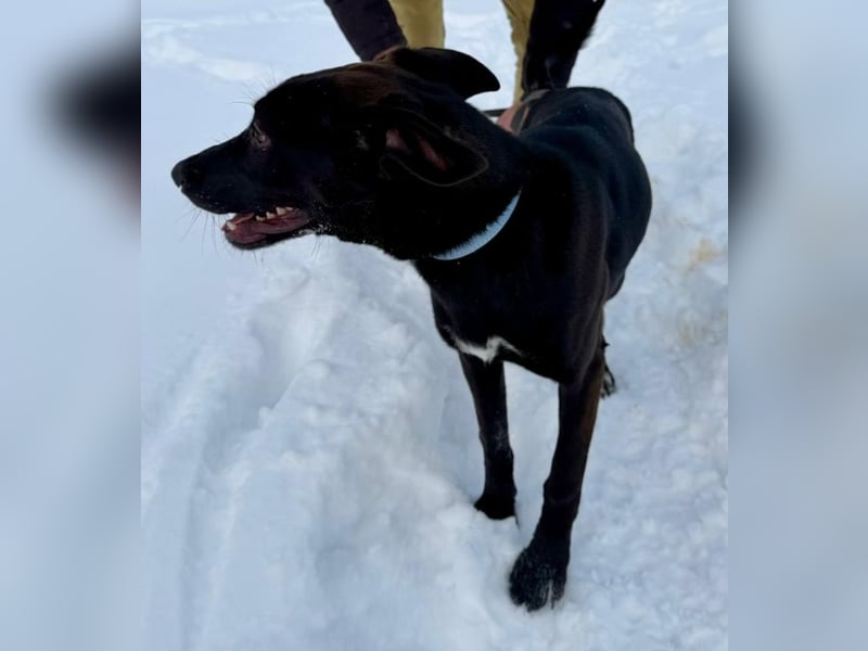 Junges Energiebündel Cinka sich Menschen, die ihr Beschäftigung. bieten !