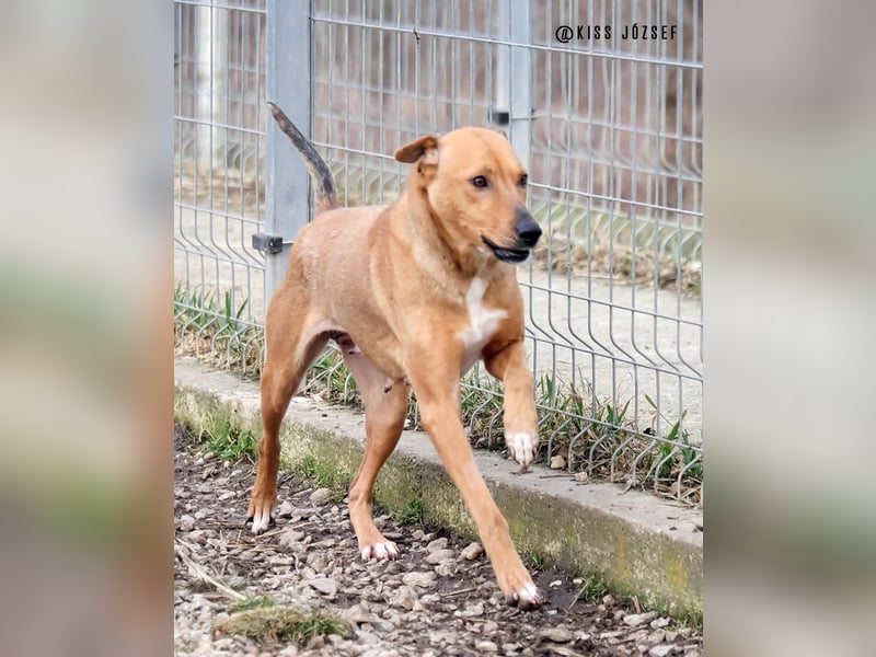 Bibu hatte bisher  ein Leben an kurzer Kette, jetzt soll sie es besser haben !