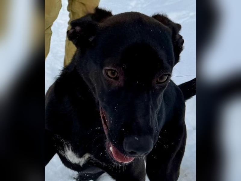 Junges Energiebündel Cinka sich Menschen, die ihr Beschäftigung. bieten !