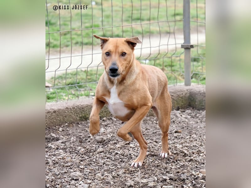 Bibu hatte bisher  ein Leben an kurzer Kette, jetzt soll sie es besser haben !