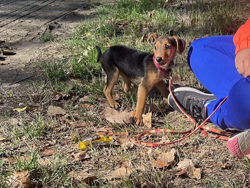 Die liebe Linda sucht ein Zuhause !