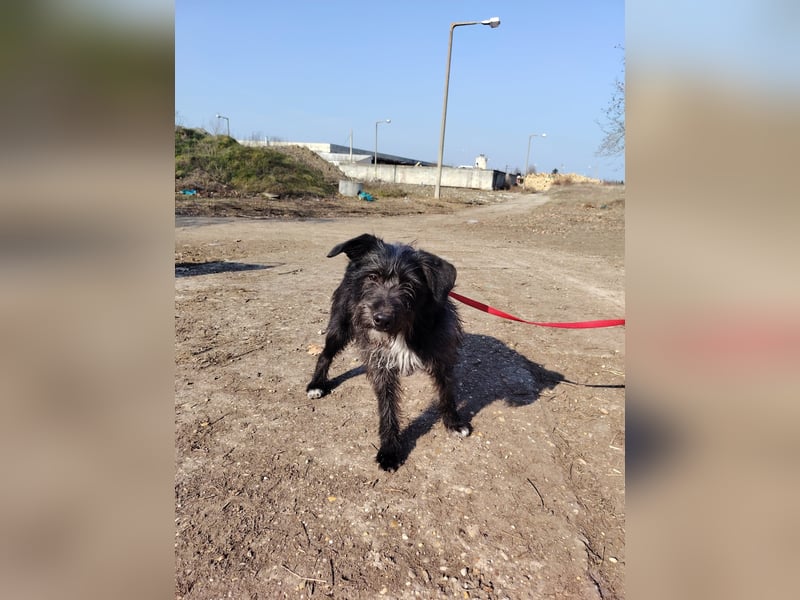 Der liebe Fernando sucht seine Familie !