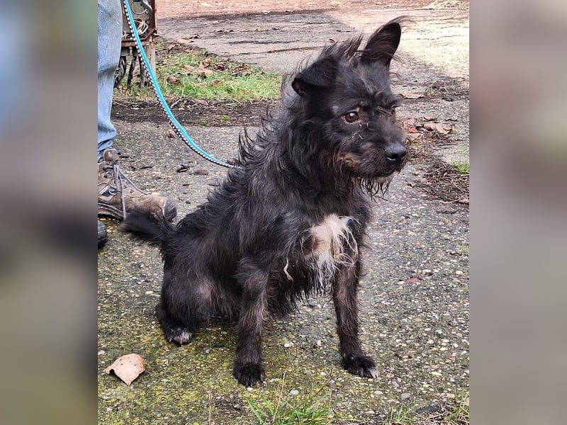 Diablo ist ein liebes, fröhliches Kerlchen !