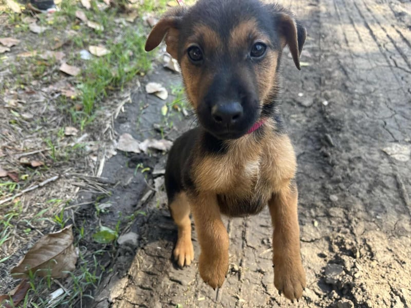 Der liebe Pedro sehnt sich nach einem Zuhause !