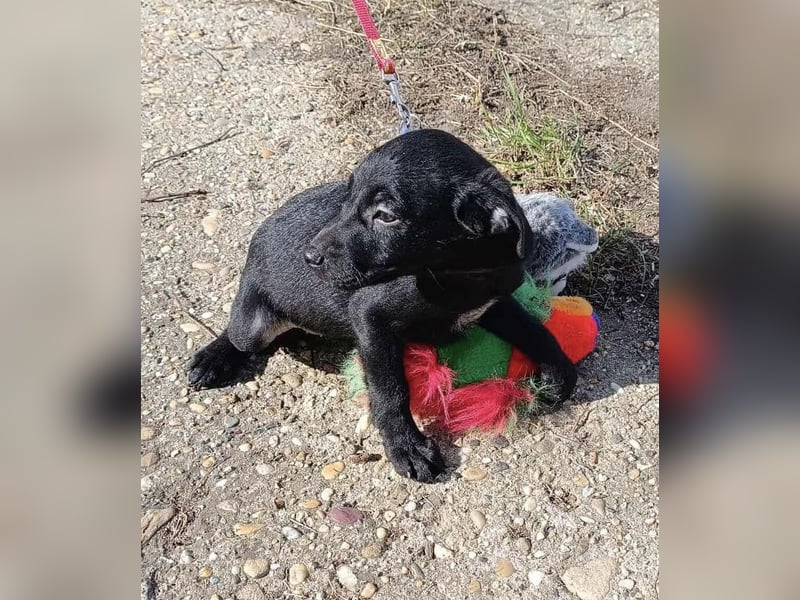 Sonnenschein Mira sucht ein Zuhause !