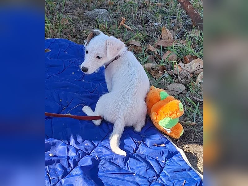 Die liebe, fröhliche Nana sucht ein Zuhause !