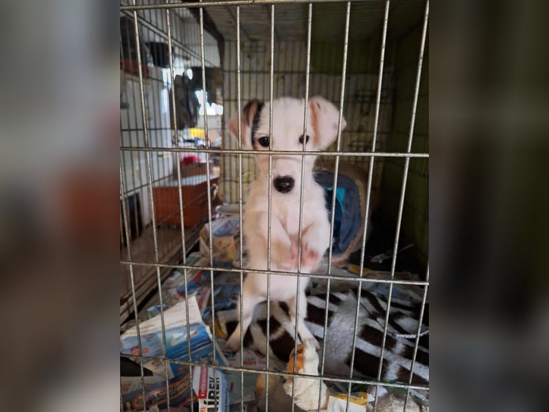 Die liebe, fröhliche Nana sucht ein Zuhause !