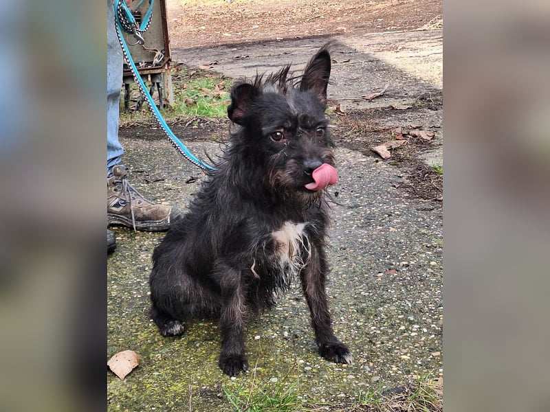 Diablo ist ein liebes, fröhliches Kerlchen !