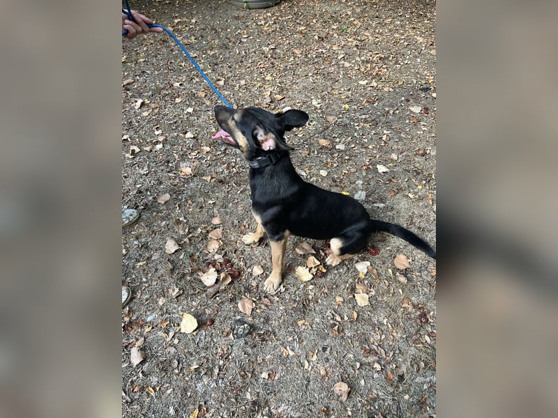 Wer verliebt sich in die pfiffige Lola ?