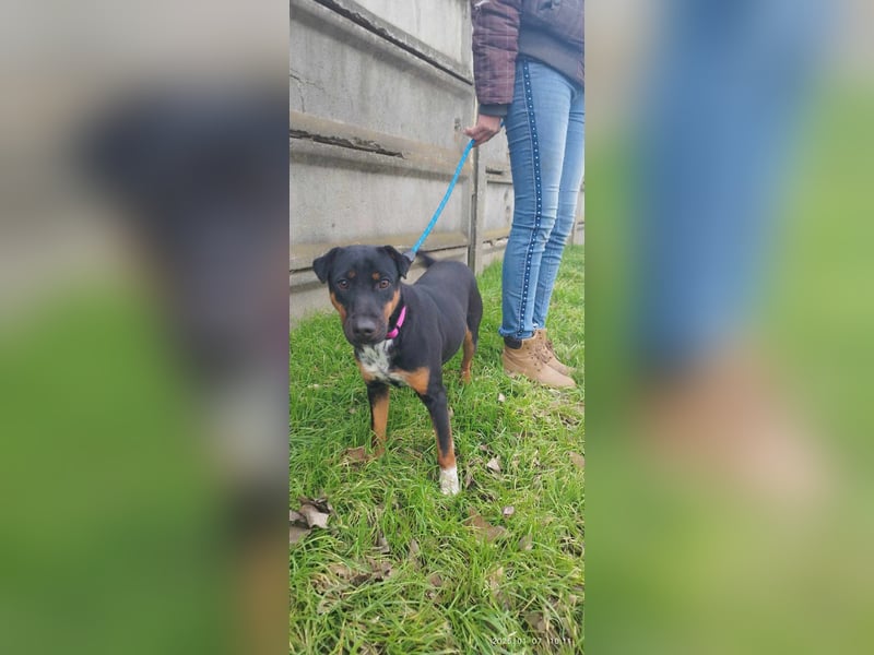 Der liebe Gufy sucht seine Familie !