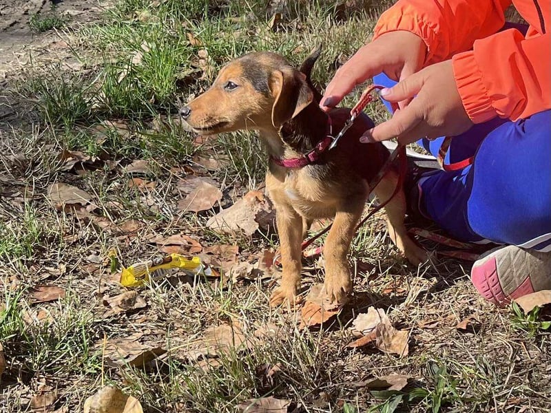 Die liebe Linda sucht ein Zuhause !