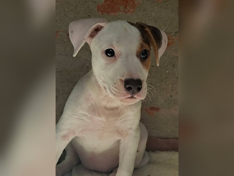 Bella ist sehr freundlich, verspielt, liebevoll, menschenbezogen !