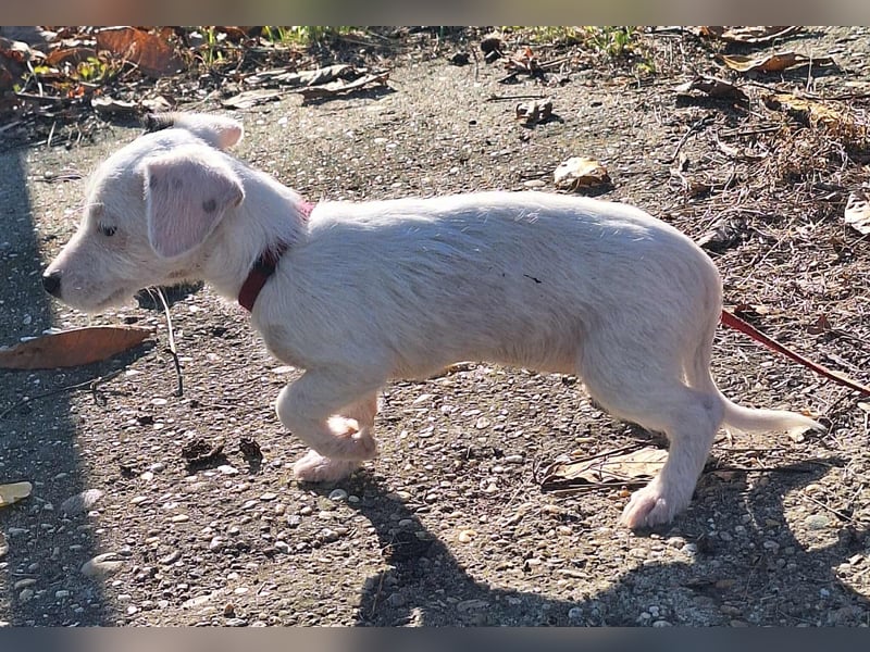 Die liebe, fröhliche Nana sucht ein Zuhause !